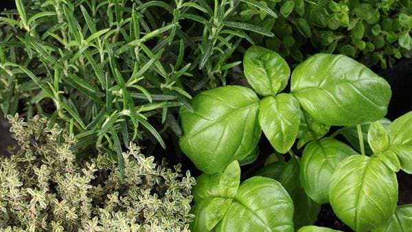 Botânicos Herbáceos